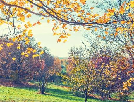 Fall Lawn Care for a Great Yard in the Spring